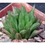 Haworthia outeniquensis (GM 312) 3-inch pots