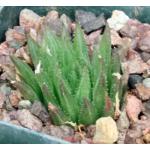 Haworthia outeniquensis (GM 312) 4-inch pots