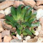 Haworthia parksiana (Dumbie Dykes) 3-inch pots