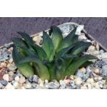 Haworthia parksiana (Dumbie Dykes) 3-inch pots