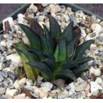 Haworthia parksiana (GM 284) 4-inch pots
