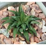 Haworthia parksiana (Dumbie Dykes) 4-inch pots