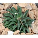 Haworthia parksiana (GM 284) 3-inch pots