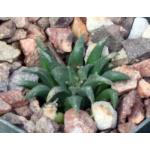 Haworthia parksiana (GM 284) 3-inch pots