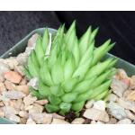 Haworthia pulchella var. globifera (Ladismith) 4-inch pots