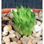 Haworthia pulchella var. globifera (Townsberg) 2-inch pots