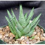 Haworthia pumila 5-inch pots