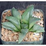 Haworthia pygmaea var. argenteo-maculosa (GM 448) 5-inch pots