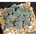Haworthia pygmaea var. pygmaea (crystalline form) 3-inch pots