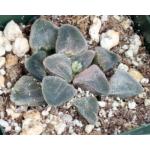 Haworthia pygmaea cv Pink Beauty 4-inch pots