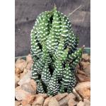 Haworthia reinwardtii var. reinwardtii 4-inch pots