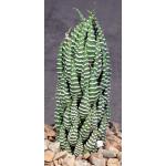 Haworthia reinwardtii var. reinwardtii 5-inch pots