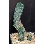 Haworthia reinwardtii fm kaffirdriftensis (GM 341C) 5-inch pots