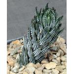Haworthia reinwardtii fm kaffirdriftensis (GM 341C) 5-inch pots