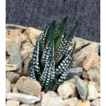 Haworthia reinwardtii fm kaffirdriftensis (GM 341C) 4-inch pots