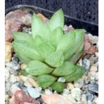 Haworthia reticulata var. hurlingii (GM 407) 2-inch pots