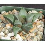 Haworthia retusa cv Akers Black 4-inch pots