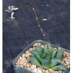 Haworthia retusa cv Akers Black 5-inch pots