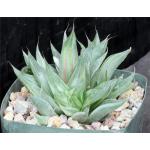 Haworthia retusa cv ‘Gray Ghost‘ 5-inch pots