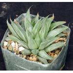 Haworthia retusa cv Gray Ghost 5-inch pots