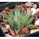 Haworthia retusa cv ‘Gray Ghost’ 4-inch pots