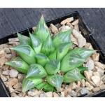 Haworthia retusa (Heidelberg) 5-inch pots