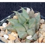 Haworthia retusa (GM 303) 4-inch pots