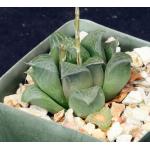 Haworthia retusa (Ratelkop) 4-inch pots