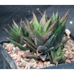 Haworthia ryderiana one-gallon pots