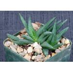 Haworthia scabra var. scabra (JDV 95/17) 3-inch pots