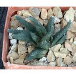 Haworthia scabra var. scabra (Oudtshoorn) 3-inch pots