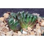 Haworthia truncata var. truncata 4-inch pots