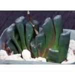 Haworthia truncata var. truncata Japan 2-inch pots