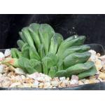 Haworthia truncata cv ‘Lime Green‘ one-gallon pots Haworthia truncata cv ‘Lime Green‘ one-gallon pots