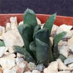 Haworthia truncata cv ‘Sizunami‘ 3-inch pots