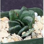 Haworthia truncata cv ‘Sizunami‘ 4-inch pots Haworthia truncata cv ‘Sizunami‘ 4-inch pots