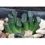 Haworthia truncata var. truncata fm crassa (GM 288) 2-inch pots