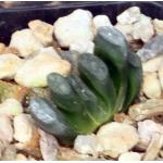 Haworthia truncata var. truncata Japan 2-inch pots