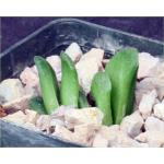 Haworthia truncata cv ‘Lime Green‘ 3-inch pots