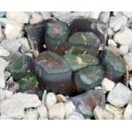 Haworthia truncata var. maughanii (variegate) 4-inch pots