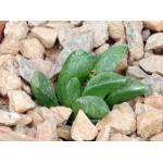 Haworthia turgida var. suberecta (Goritz) 3-inch pots