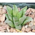 Haworthia turgida var. suberecta (Brandwag) 3-inch pots