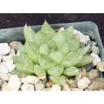 Haworthia turgida var. pallidifolia 3-inch pots