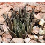 Haworthia variegata var. variegata 4-inch pots