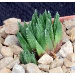 Haworthia variegata var. modesta (Kathoek) 3-inch pots