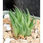 Haworthia variegata var. petrophila (JDV 86/67) 4-inch pots