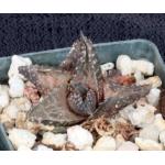 Haworthia venosa var. tessellata cv Dorothy Pasek 3-inch pots