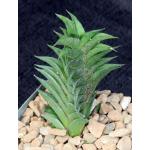 Haworthia viscosa 4-inch pots