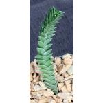 Haworthia viscosa (dwarf) 4-inch pots