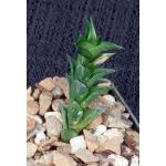 Haworthia viscosa (viridissima) 3-inch pots